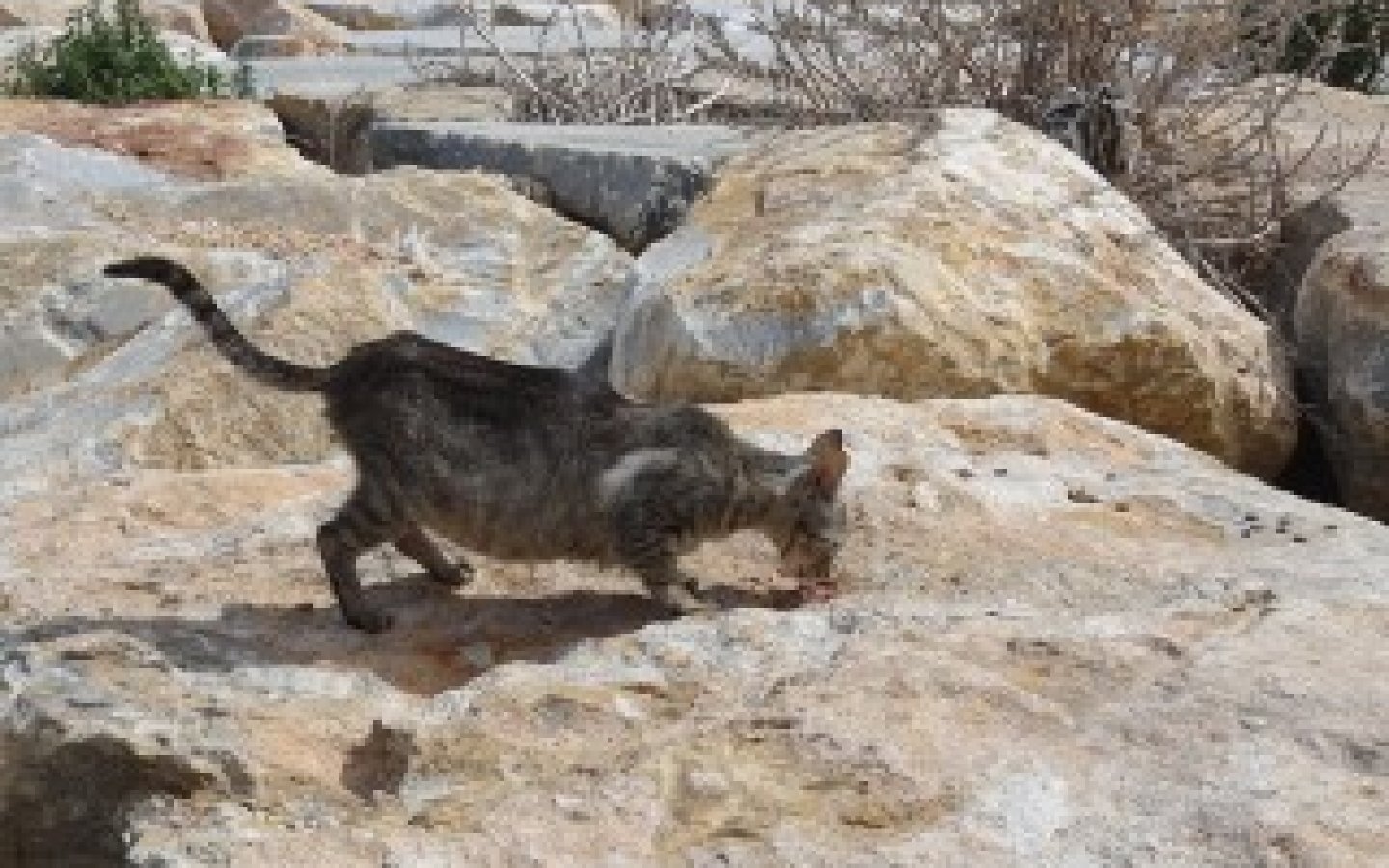 7100058121_bf830e46a1_z 7100058121_bf830e46a1_z