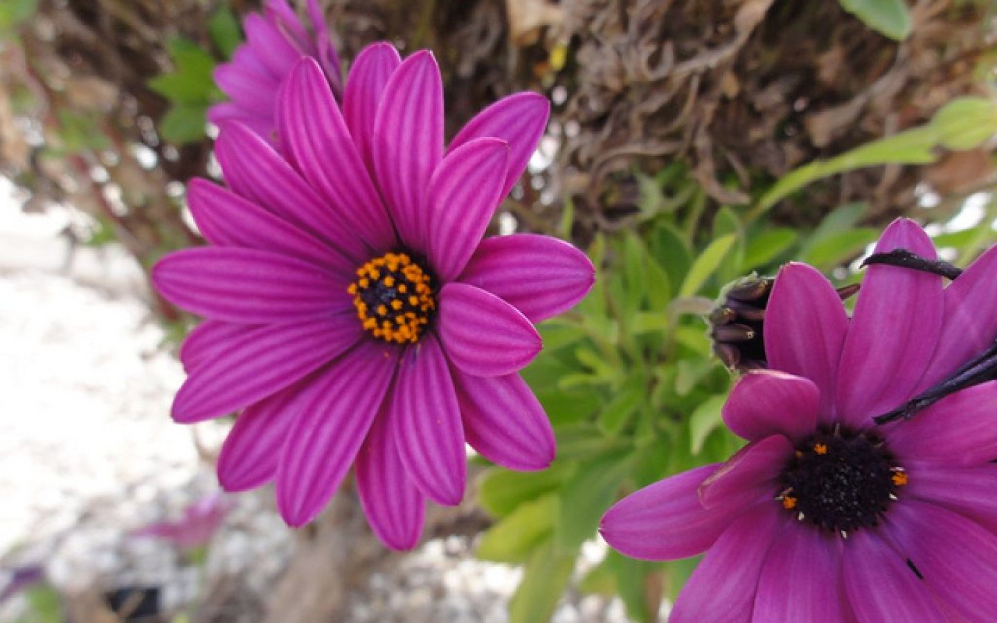 7100058741_98b46565b9_z 7100058741_98b46565b9_z