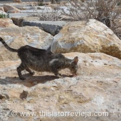 7100058121_bf830e46a1_z