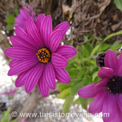 7100058741_98b46565b9_z